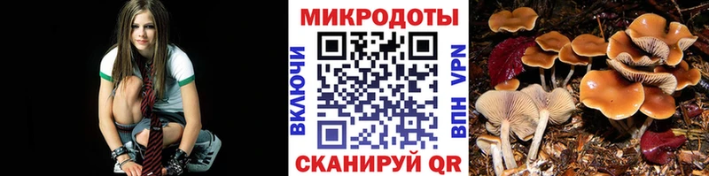 Галлюциногенные грибы Psilocybe  где купить наркоту  Стародуб 